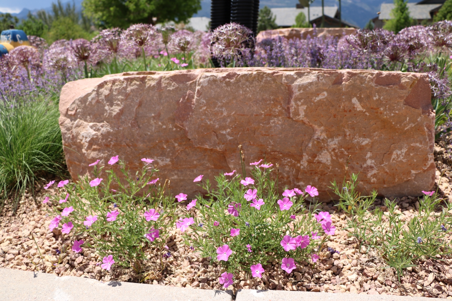 Santa Fe Phlox